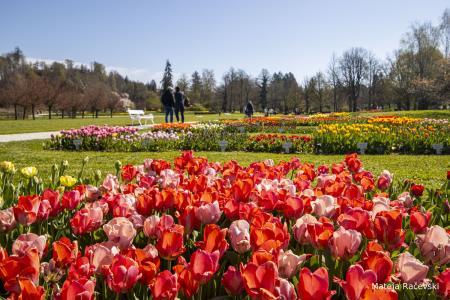 Spomladanska razstava Arboretum Volčji Potok Foto Mateja Račevski-14